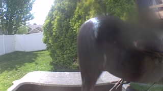 european starling