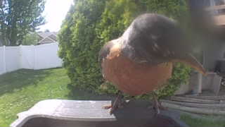 american robin