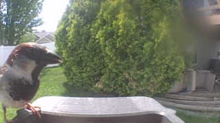 house sparrow