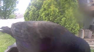 american crow