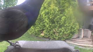 common grackle
