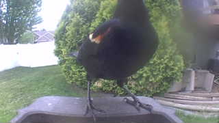 red-winged blackbird