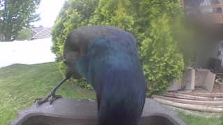 common grackle