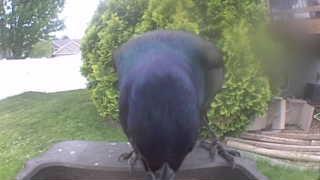 common grackle