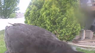 common raven