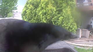 Unidentified clip