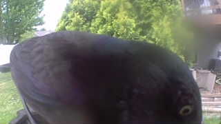 american crow