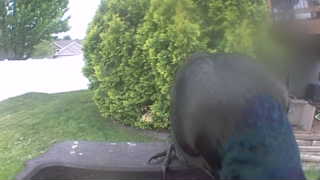 mallard