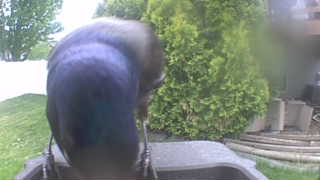 common grackle