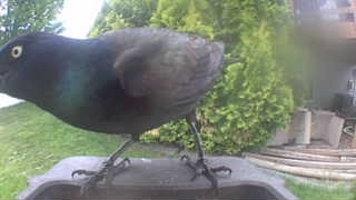 common grackle