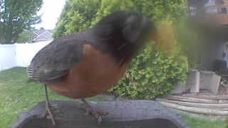 american robin