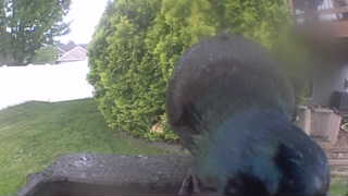 common grackle