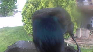 common grackle