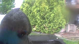 common grackle