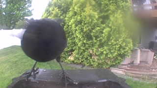 common grackle