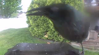 american crow