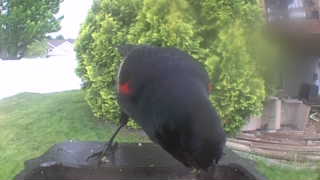 red-winged blackbird
