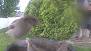 house sparrow