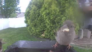 house sparrow
