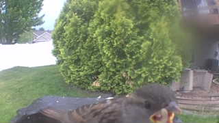 house sparrow