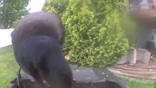 Unidentified clip