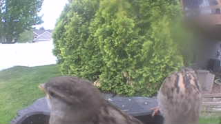 house sparrow