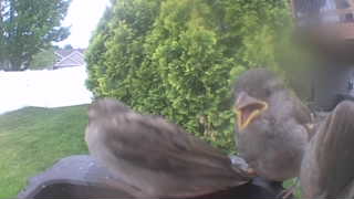 house sparrow