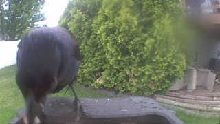 american crow