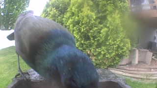 common grackle