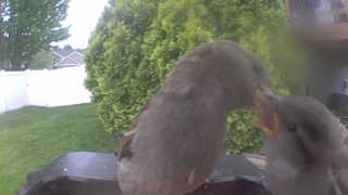 house sparrow