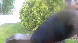common grackle
