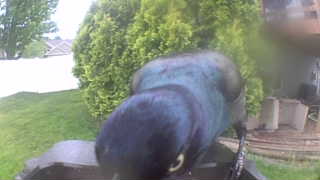 common grackle