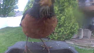 american robin