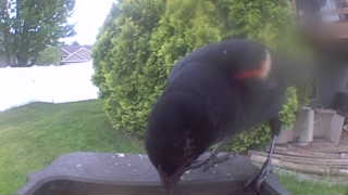 red-winged blackbird