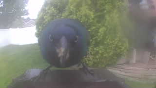 common crow