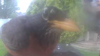 american robin