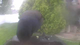 american crow