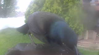common grackle