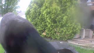 american crow