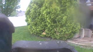 house sparrow
