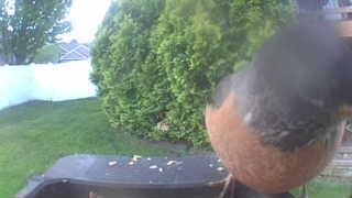 american robin