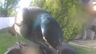common grackle