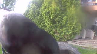 american crow