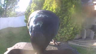 common grackle