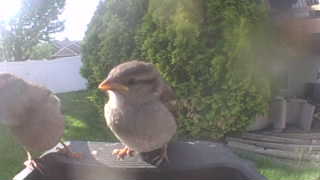 house sparrow