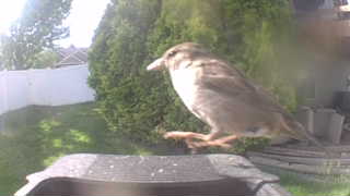 house sparrow