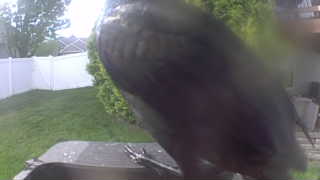american crow