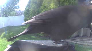 common raven