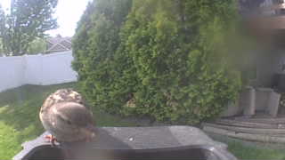 house sparrow