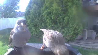 song sparrow